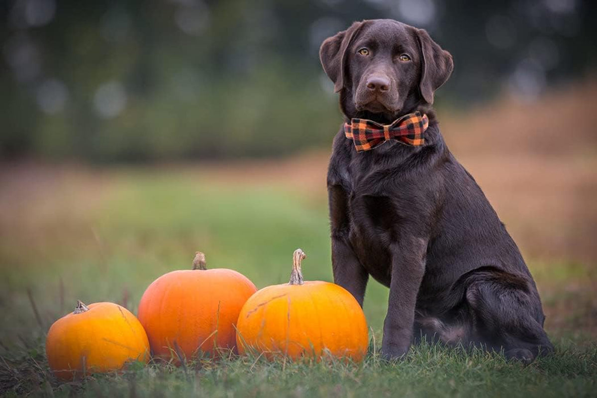 Fall Dog Collar with Bow, Black and Orange Print Fall Pet Collars Small