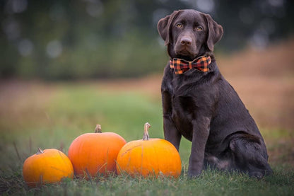 Fall Dog Collar with Bow, Black and Orange Print Fall Pet Collars Small