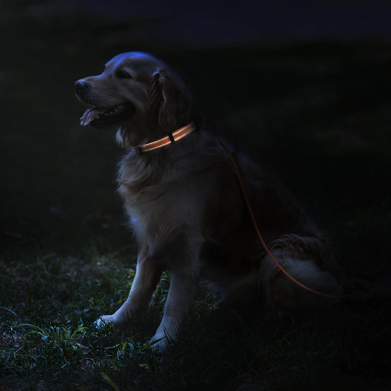 Reflective Dog Collar, Quick-Release Buckle (Black, 7-11 Inch (New)) | Reflective Nylon, Swim-Safe, Quick-Release Buckle, for Small to Large Dogs & Puppies