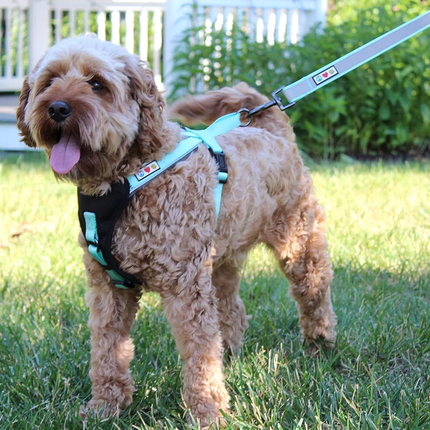 Black Dog Leash 6 Ft Custom ID Lead for Dogs & Puppies Reflective Comfortable Padded Handle Embroidered Name & Phone Number