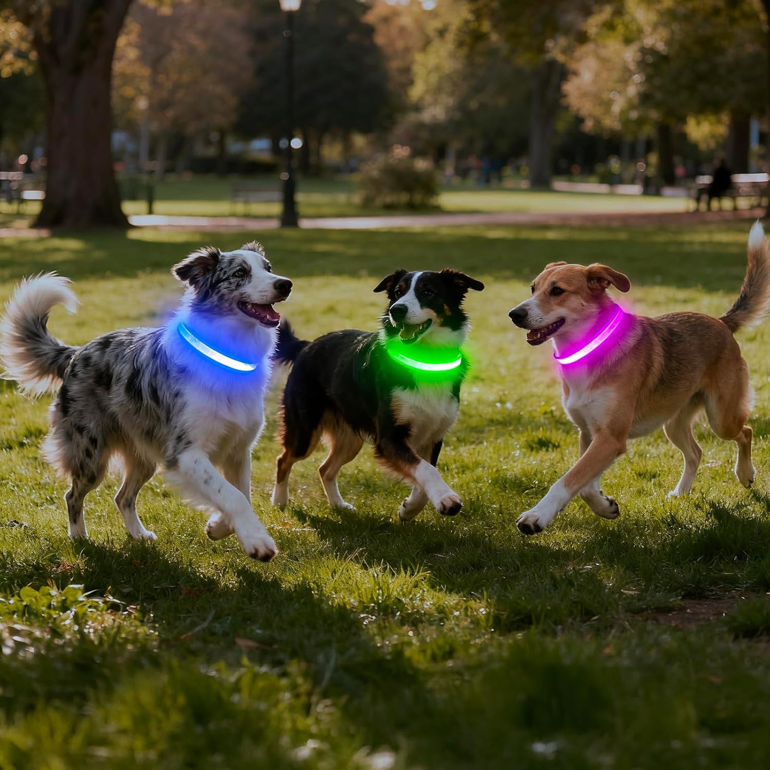 LED Dog Collar, Light up Dog Collar Adjustable Safety Glowing Collar
