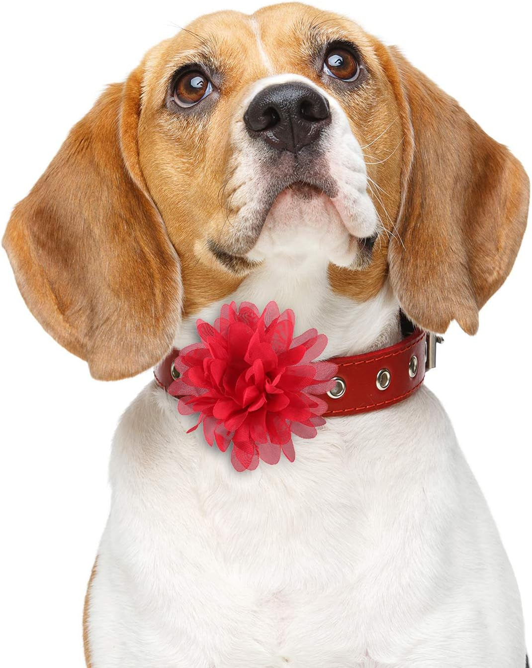 20 Pcs 4 Inch Dog Collar Flowers Bow, Multicolored