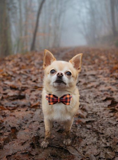 Fall Dog Collar with Bow, Black and Orange Print Fall Pet Collars Small